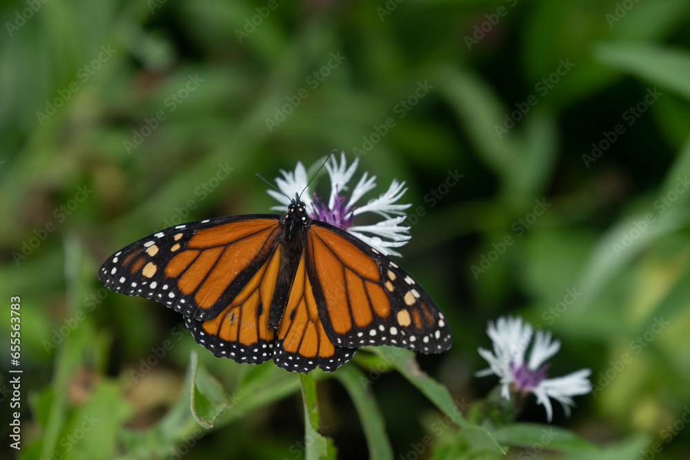 Closeup view of butterfly on green plant. Closeup view of butterfly on green plant.