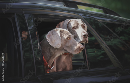 Pair of gray dogs standing together and looking out of car window.