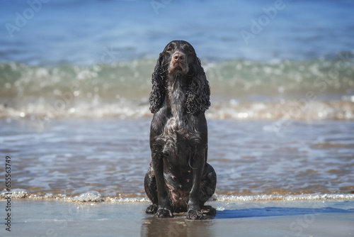 Wet brown Cocker Spaniel sitting on sand against background of sea.