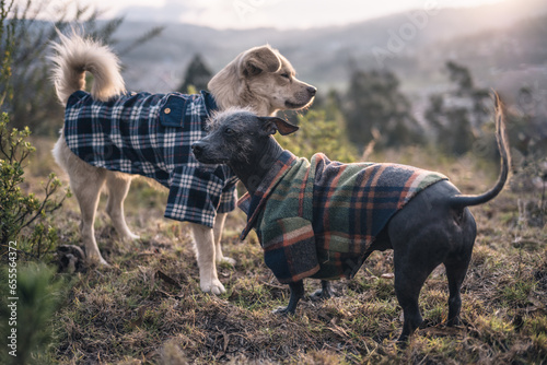 Two dogs dressed in clothes contemplate the sunset in the mountains photo