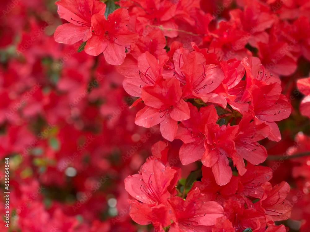 Closeup view of red azalea blooms in spring garden.