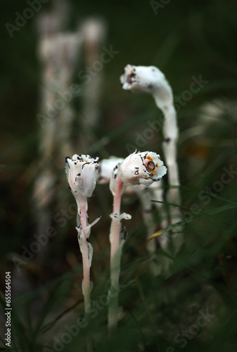 Close up of white Indian pipe ghost plant flowers blooming in forest.