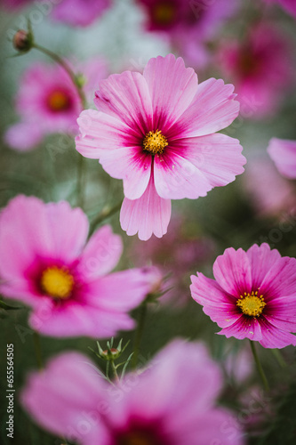 Close up of pink cosmos flowers against green background of garden.