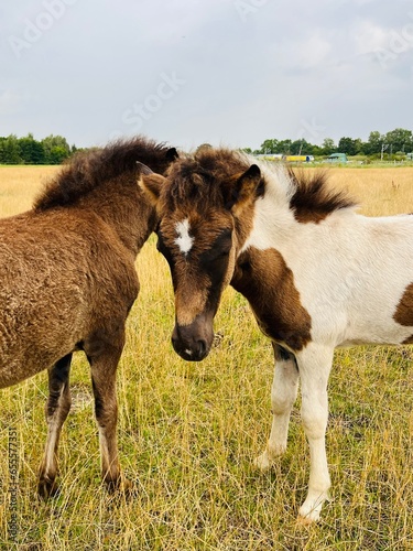 Foals and young horses in the field, cloudy weather