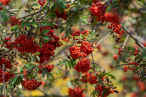 Sorbus aucuparia moutain-ash rowan tree branches with green leaves and red pomes berries on branches photo