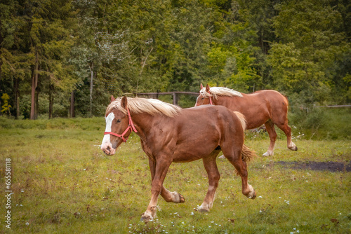 A brown horse with a light mane.