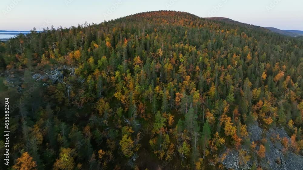 Aerial view low over fall colored mountain trees, sunny morning in Lapland Aerial view low over fall colored mountain trees, sunny morning in Lapland
