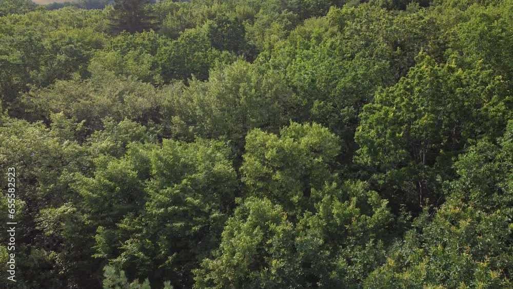 Aerial overview of deciduous forest, lush green canopy of european trees Aerial overview of deciduous forest, lush green canopy of european trees
