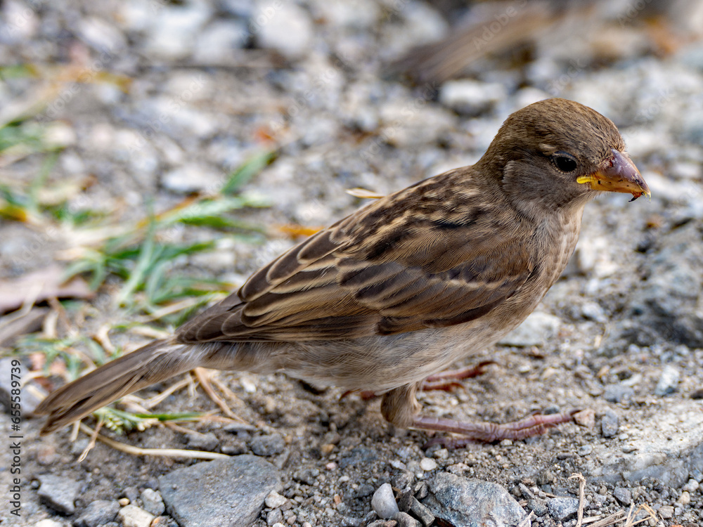Spatz auf dem Boden