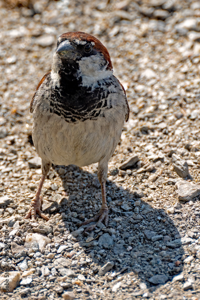 Spatz im Portrait