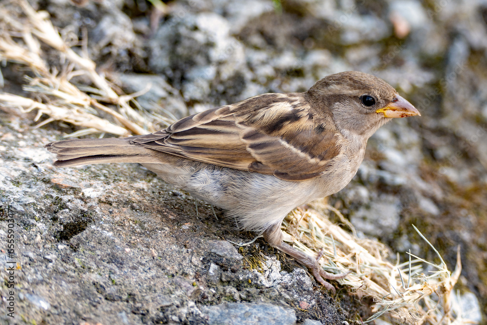 Spatz auf einem Felsen