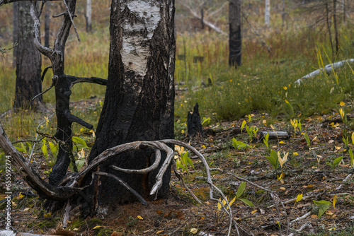 Burnt birch tree close up in Finland.