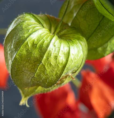 Red andgreen berries photo