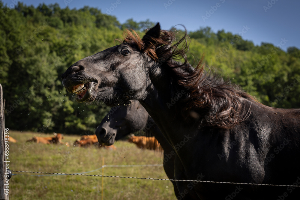 herd of horses, Ariège Pyrenees regional natural park, Arize massif, French Republic, Europe
