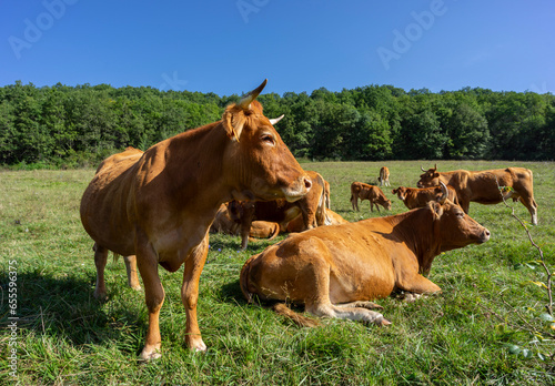 herd of blonde d'aquitaine cows, Ariège Pyrenees regional natural park, Arize massif, French Republic, Europe