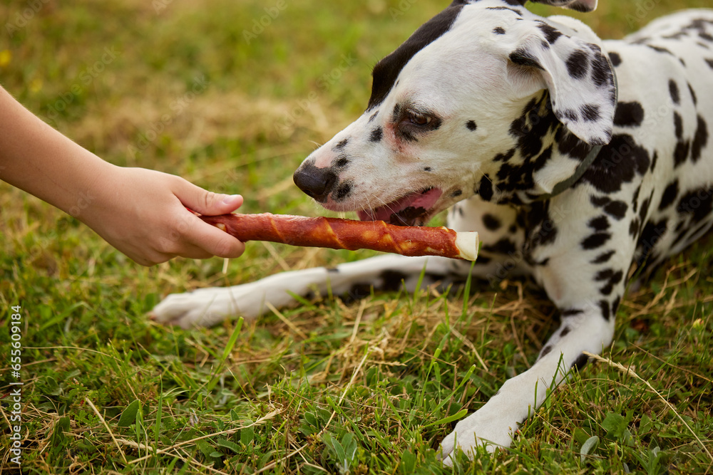 girl gives bone to dalmatian dog, dog food girl gives bone to dalmatian dog, dog food