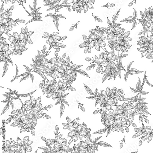 White jasmine flowers seamless pattern. Flowers of Jasminum officinale plant isolated on white. Vector illustration botanical. Hand drawn engraving style.