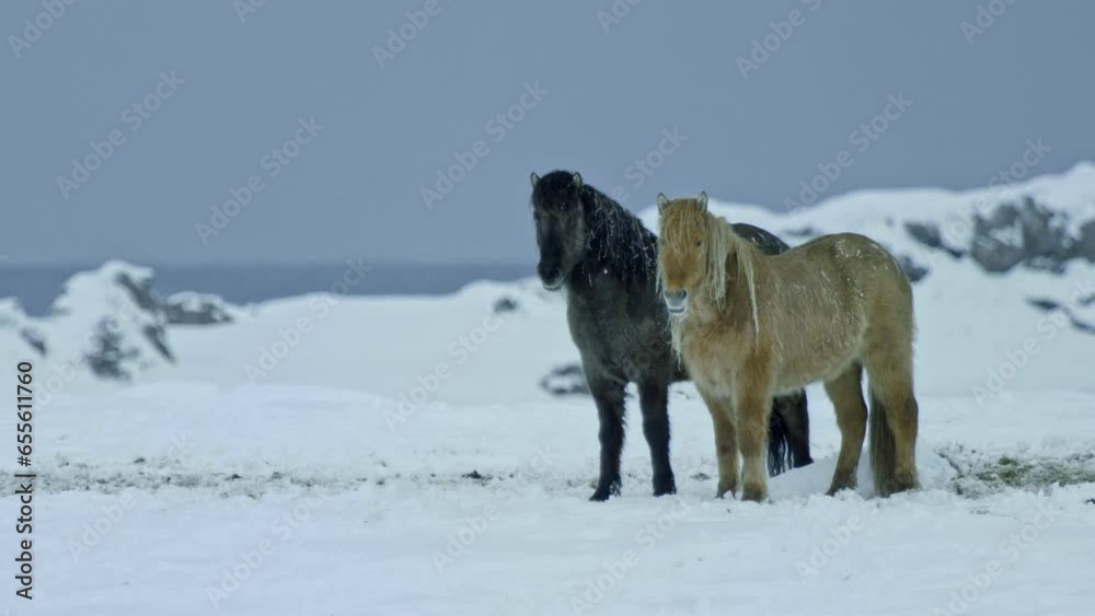 Icelandic horses. 2 horses standing still in slow motion in the snow. In Iceland Icelandic horses. 2 horses standing still in slow motion in the snow. In Iceland