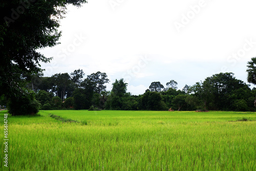 Tropical rice field in the morning