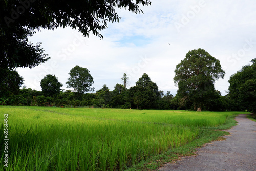 tropical cycling road with the rice field 