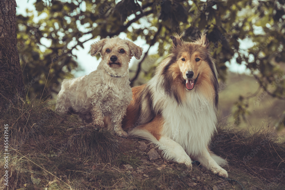 2 Hunde Collie Langhaar und alter Malteser Mix sitzen und stehen nebeneinander in der Natur