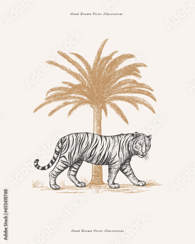 African tiger and palm tree in engraving style. Big wild cat hand drawn on a light background. Predatory wild animal of the savannah in vintage style. Vector retro illustration.