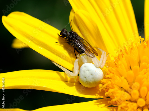 Fotografie Macro white crab spider catching a fly on yellow daisy