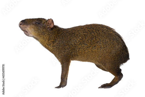 Agouti aka Dasyprocta standing side ways. Looking ahead and away from camera. Nose up smelling. Isolated cutout on a transparent background. photo