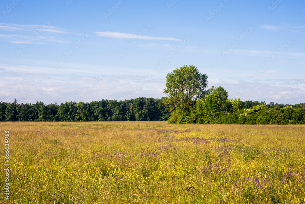 Meadow bordered by tall trees with colorful grasses and blue flowers carpet against blue sky