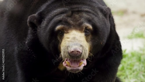 Sun Bear Panting. Ursus Malayanus. closeup photo