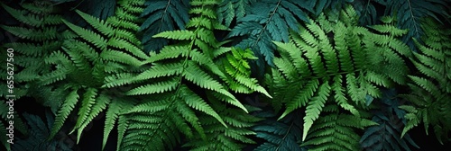 Seamless Background Of Boston Fern Leaves  Hd Background  Background For Website