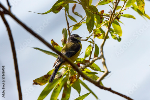 (Parus major) is a small sedentary bird of the Paridae family, widely distributed throughout Europe, Asia and northwestern Africa in the temperate zone.