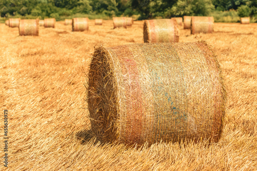 Rolled up and dried hay bales on agricultural field ready to be stored as fodder