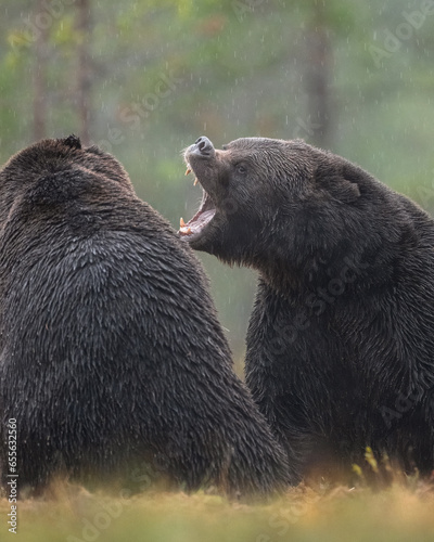 Brown bear fight in the rain, conflict situation photo