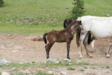 Mare and foal on the grass in the Altai mountains