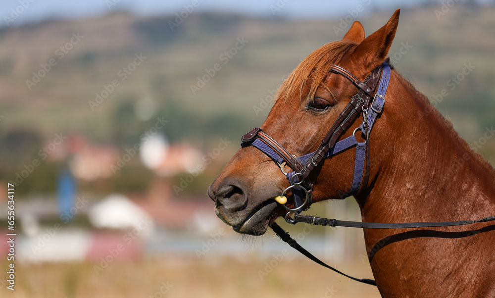 Horse portrait. Close up photo with a beautiful brown horse stable with amazing blue eyes. Horse photography. Horse portrait. Close up photo with a beautiful brown horse stable with amazing blue eyes. Horse photography.