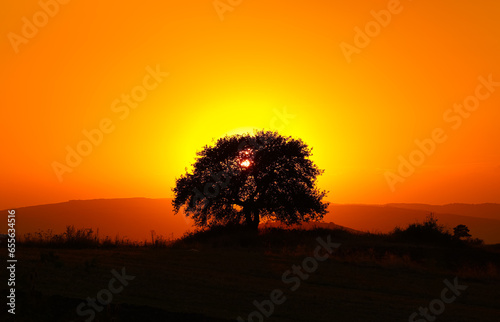 Sunset tree. Photo with a beautiful sunset landscape  an oak tree in front of the sun with orange sky. Amazing sun set image.