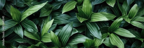 Dracaena Leaves, Hd Background, Background For Computers Wallpaper