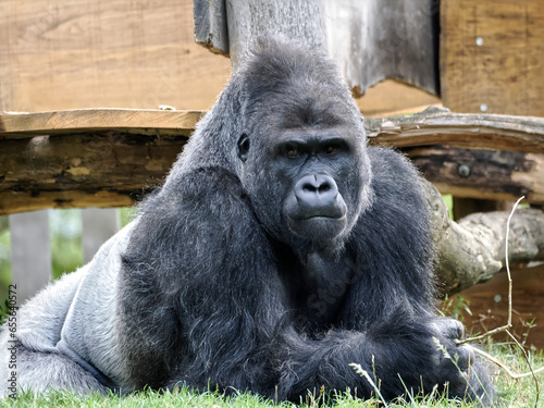Closeup male gorilla (Gorilla gorilla) lying on grass photo