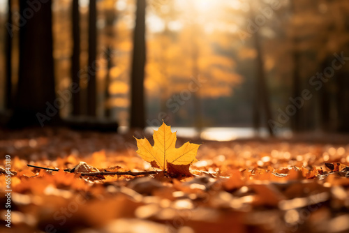 A photograph of a serene autumn landscape golden leaves cover the ground photo