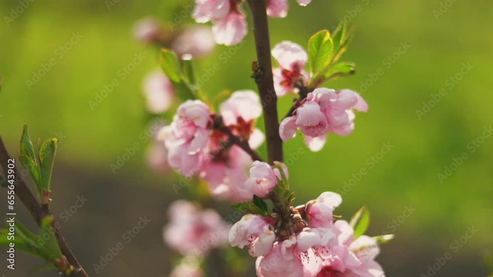 apricot flowers with shallow depth of field closeup apricot flowers with shallow depth of field closeup