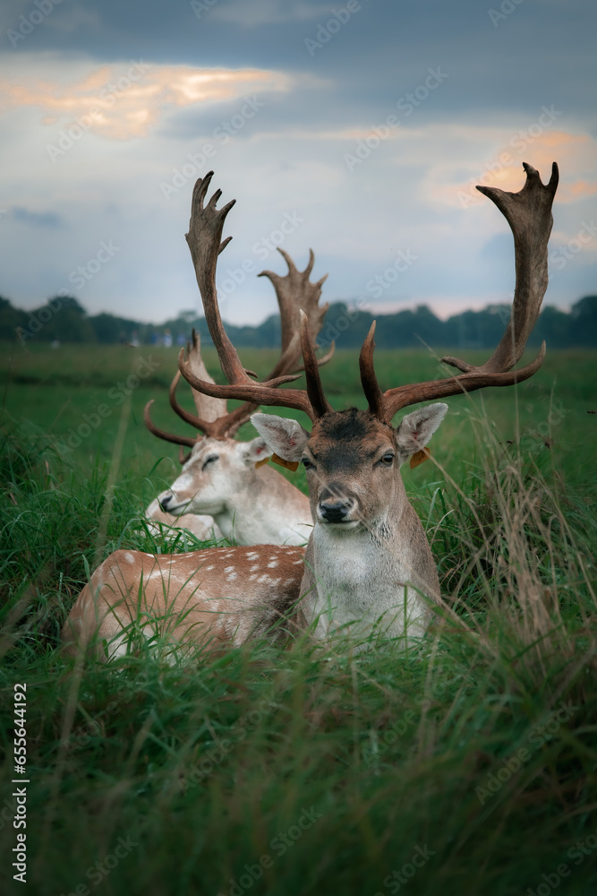 Fototapeta A deer in Dublin's Phoenix Park.