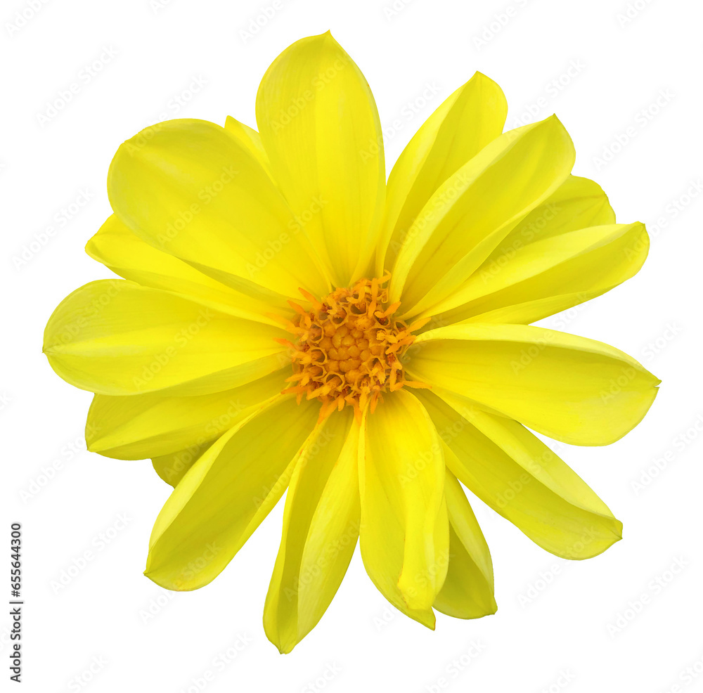 Obraz premium dahlia flower, yellow flower isolated on white background