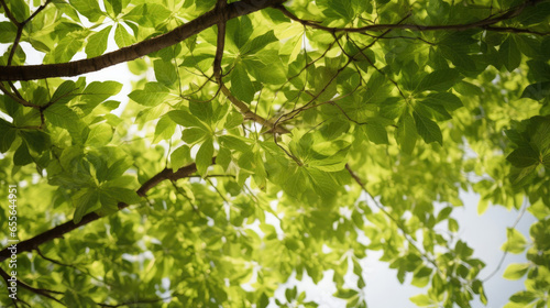 green leaves canopy background