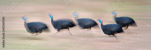 Flock of Helmeted Guineafowl (Numida meleagris) running on the banks of the Luangwa River. South Luangwa National Park, Zambia (digitally stitched image)  photo