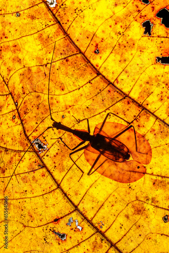 Violin Beetle (Mormolyce borneensis) on decaying leaf on the rain forest floor. Near Ginseng Camp, Maliau Basin, Sabah, Borneo  photo