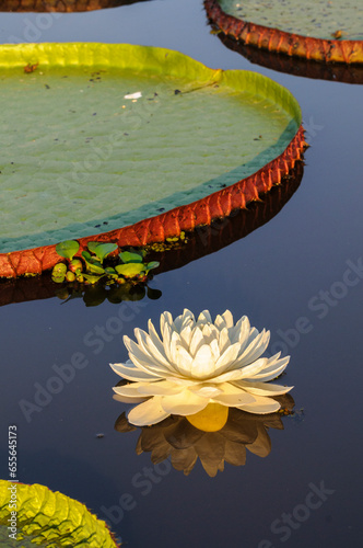 Giant water lilies (Victoria amazonica) on a lake near Cuiaba River, Northern Pantanal, Brazil. 