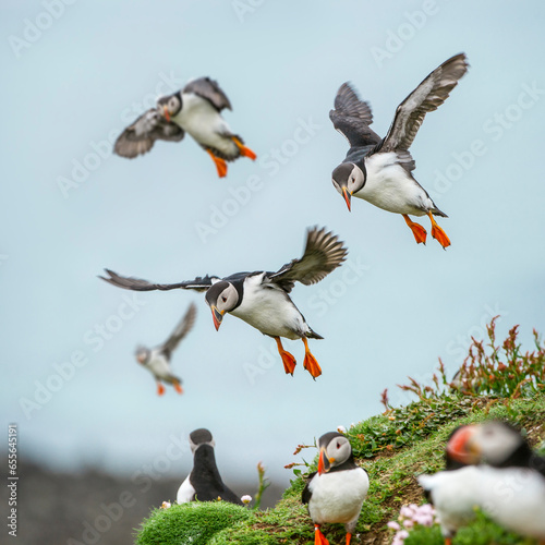 Atlantic Puffins (Fratercula arctica) flying on to the cliff top and gathering around burrows. Isle of Lunga, Treshnish Isles, Isle of Mull, Scotland.  photo
