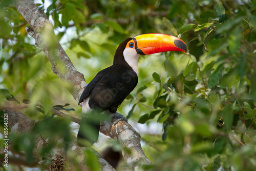 Toco Toucan (Ramphastos toco) in the forest canopy adjacent to the Piquiri River, northern Pantanal, Mato Grosso, Brazil.  photo