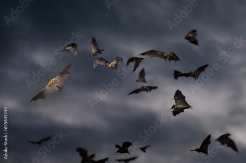 Straw-coloured fruit bats (Eidolon helvum) flying at dusk. Kasanka National Park, Zambia.  photo